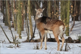 <p>MUFLON (Ovis musimon) Šluknovsko - Harta /Mouflon - Mufflon/ </p>